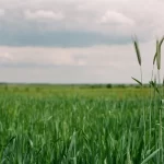 O que são green bonds? Uma análise de novos caminhos ao agro nacional