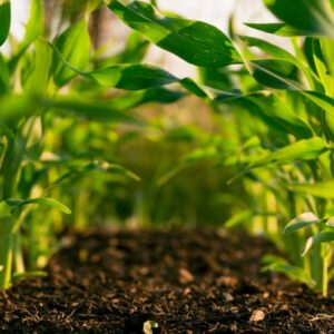 Regulamentação do Mercado de Carbono estará em debate no CBDA 2023