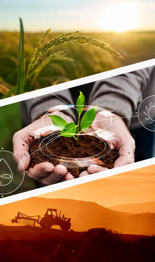 Imagem representando uma lavoura em produção, uma muda sendo cultivada com apoio de recursos tecnológicos e uma máquina agrícola em operação ao entardecer, simbolizando a integração entre tradição, inovação e desenvolvimento sustentável que impulsiona o agronegócio brasileiro e inspira as atividades de ensino, pesquisa e capacitação promovidas pelo IBDA.
