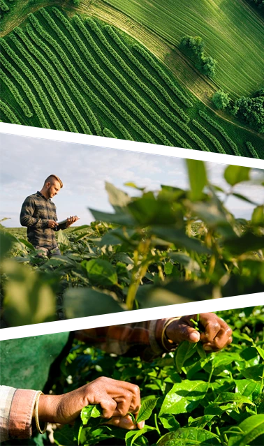 Imagem representando diferentes etapas da produção agrícola, desde o planejamento da lavoura até o monitoramento das culturas, refletindo o compromisso do IBDA com a formação de profissionais preparados para compreender os desafios e as oportunidades do agronegócio.