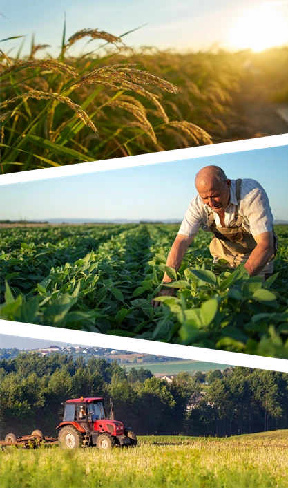 Imagem composta por lavoura, atividade agrícola e maquinário no campo, simbolizando os desafios e oportunidades do agronegócio brasileiro estudados pelo IBDA, referência em Direito do Agronegócio e desenvolvimento profissional do setor.