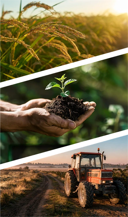 Imagem representando uma lavoura em fase de produção, uma muda sendo cuidadosamente cultivada nas mãos de um trabalhador rural e um trator em operação no campo, simbolizando o desenvolvimento sustentável do agronegócio e o compromisso do IBDA com a formação de profissionais capacitados para compreender os aspectos jurídicos, econômicos e estratégicos que impulsionam o setor.